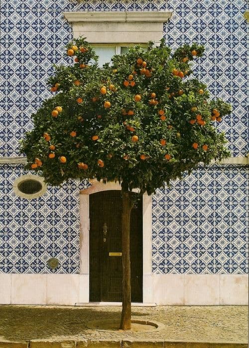 An orange tree in front of a blue and white tiled facade